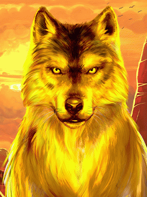 indian wolf